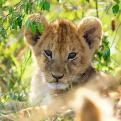 Ravensburger : Panda, Lion and Tiger Cubs (3 x 49)