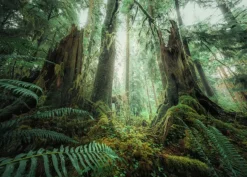 Ravensburger : Power of Nature - Stefan Hefele, In the Forest (1000)