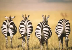Ravensburger : Puzzle Moment - Zebra (300)
