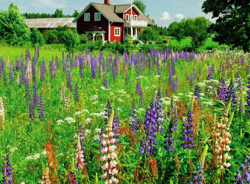 Ravensburger : Scandinavian Places - Farm in Sweden (500)