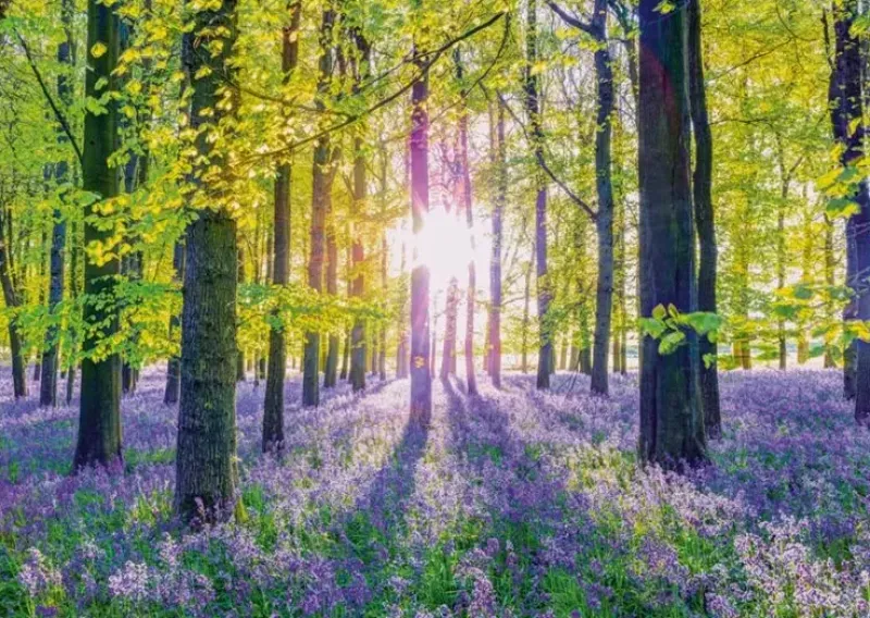 Schmidt : Assaf Frank - Tranquil Bluebell Woods (1000)