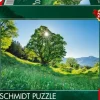 Schmidt : Sycamore Maple in the Sunlight - St. Gallen, Switzerland (1000)