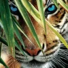 SunsOut : Blue Eyes (1000)
