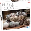 Tactic : Cute Kittens (1000)