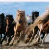 Trefl : Galloping Horses (1000)