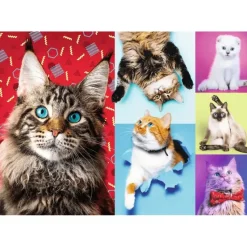 Trefl : Happy Cats (1000)