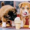 Trefl : Ice-cream Time! (500)