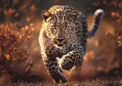 Trefl : Wild Leopard (1000)