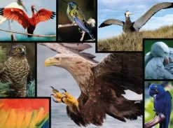 WWF Puzzle: Birds (1000)
